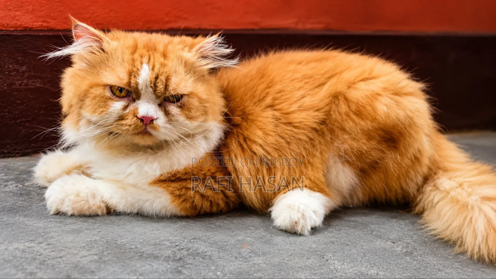 1+ Year Male Purebred Persian