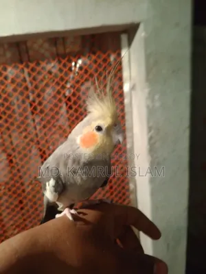 ককাটেল পাখি