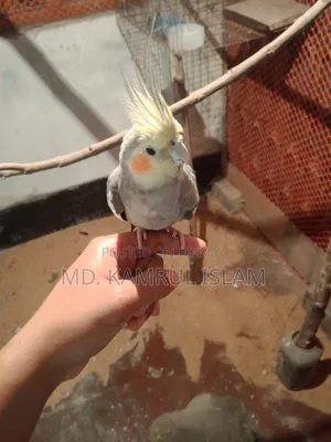 ককাটেল পাখি