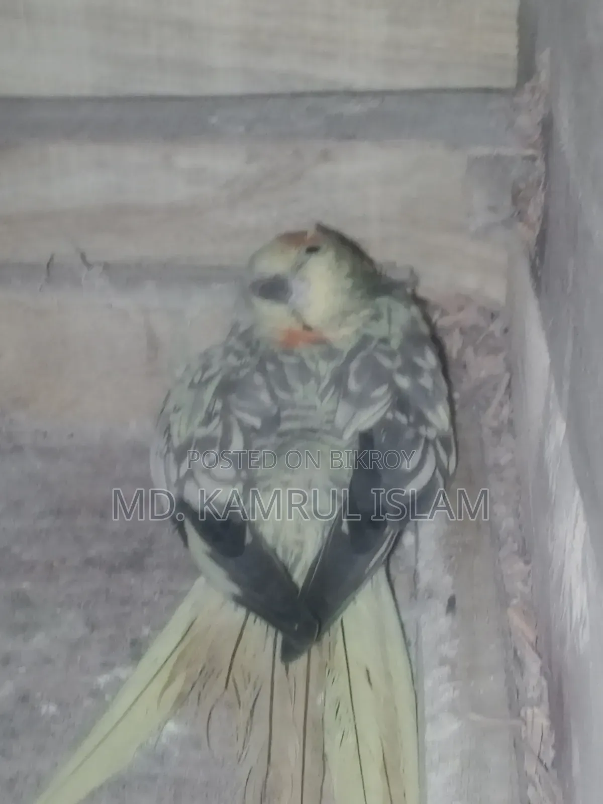 ককাটেল পাখি