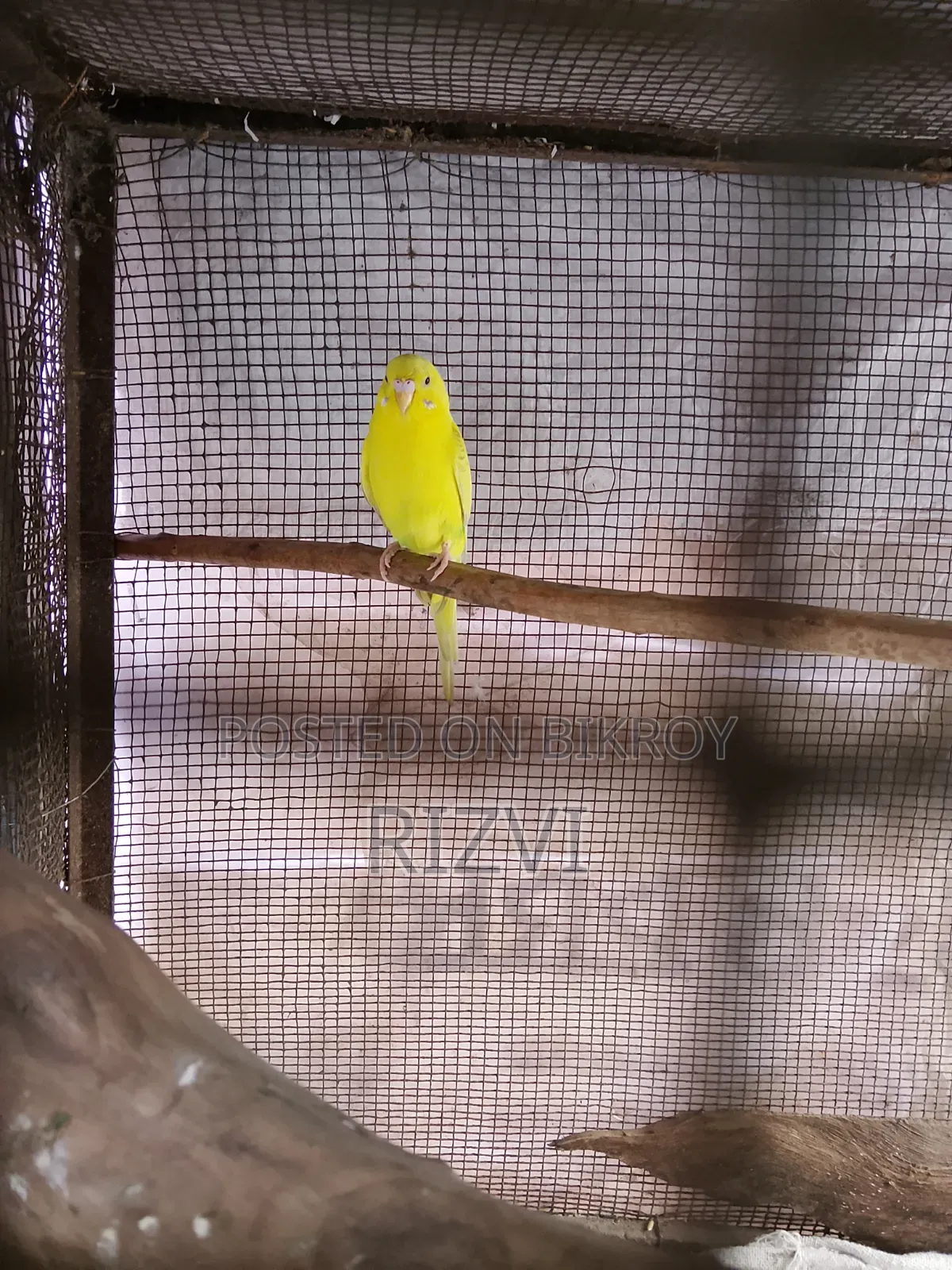 বাজরিকা পাখি