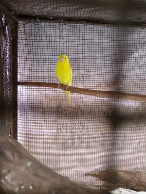 বাজরিকা পাখি
