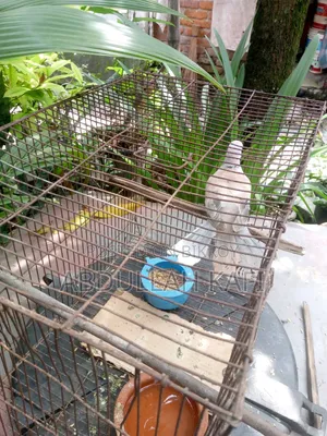 ঘুঘু বিক্রি হবে