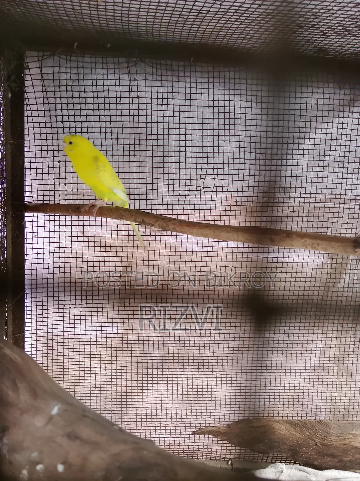 বাজরিকা পাখি