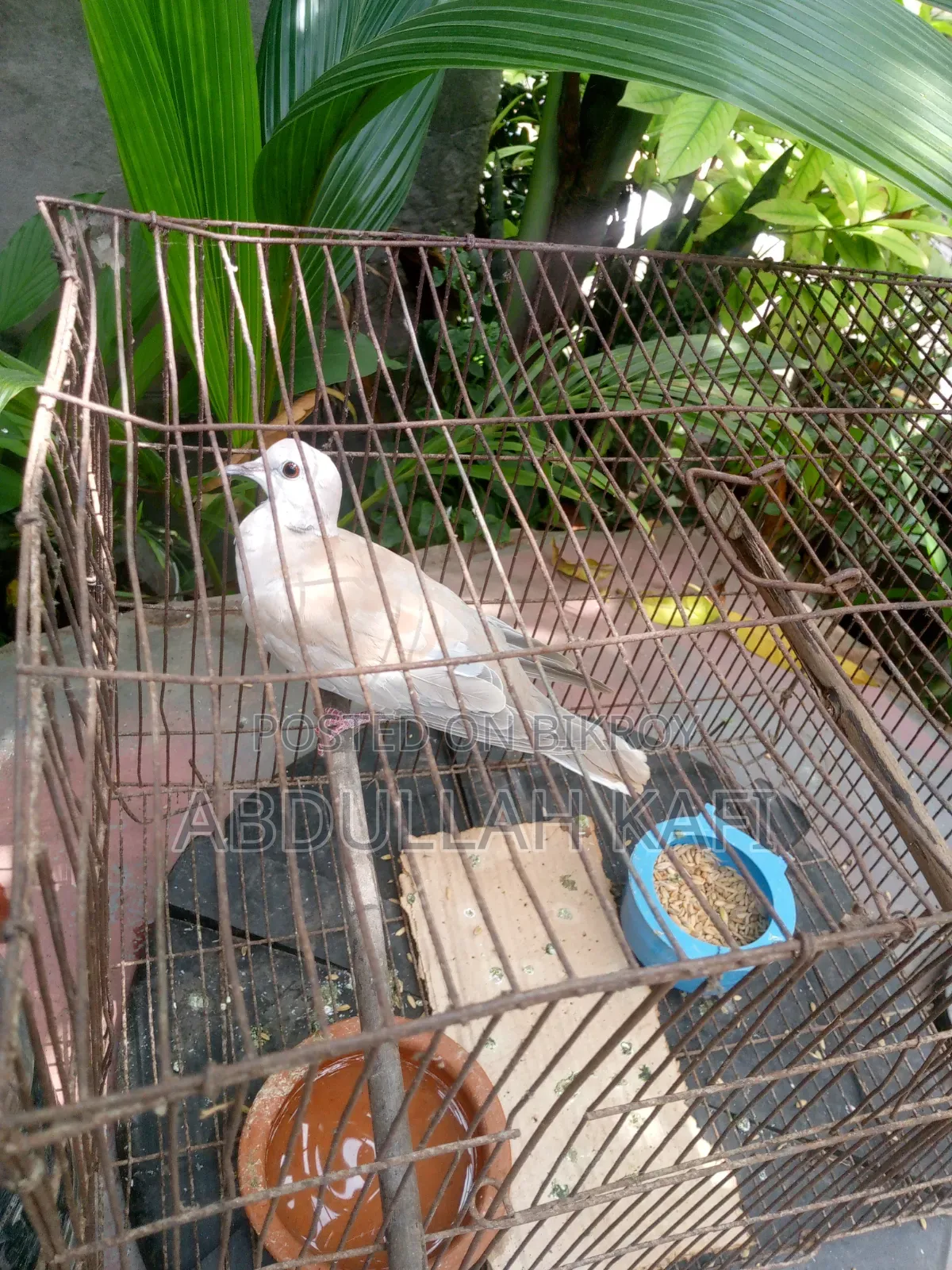 ঘুঘু বিক্রি হবে