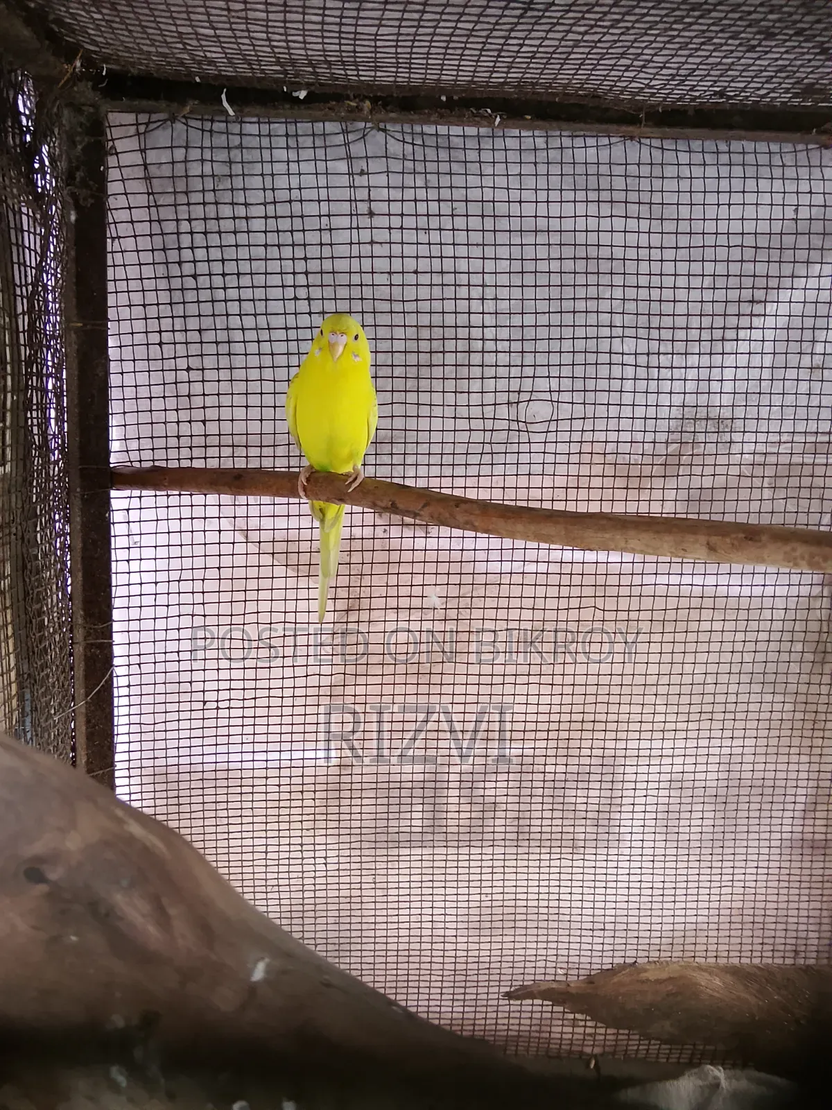 বাজরিকা পাখি