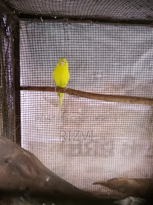 বাজরিকা পাখি