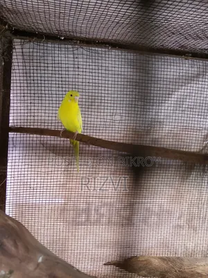 বাজরিকা পাখি