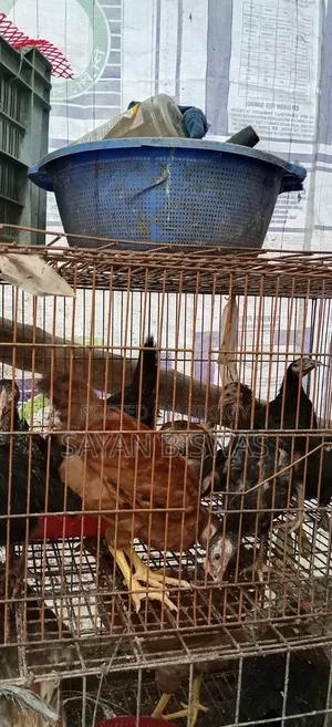 কিছু দেশি মুরগি বিক্রয় হবে