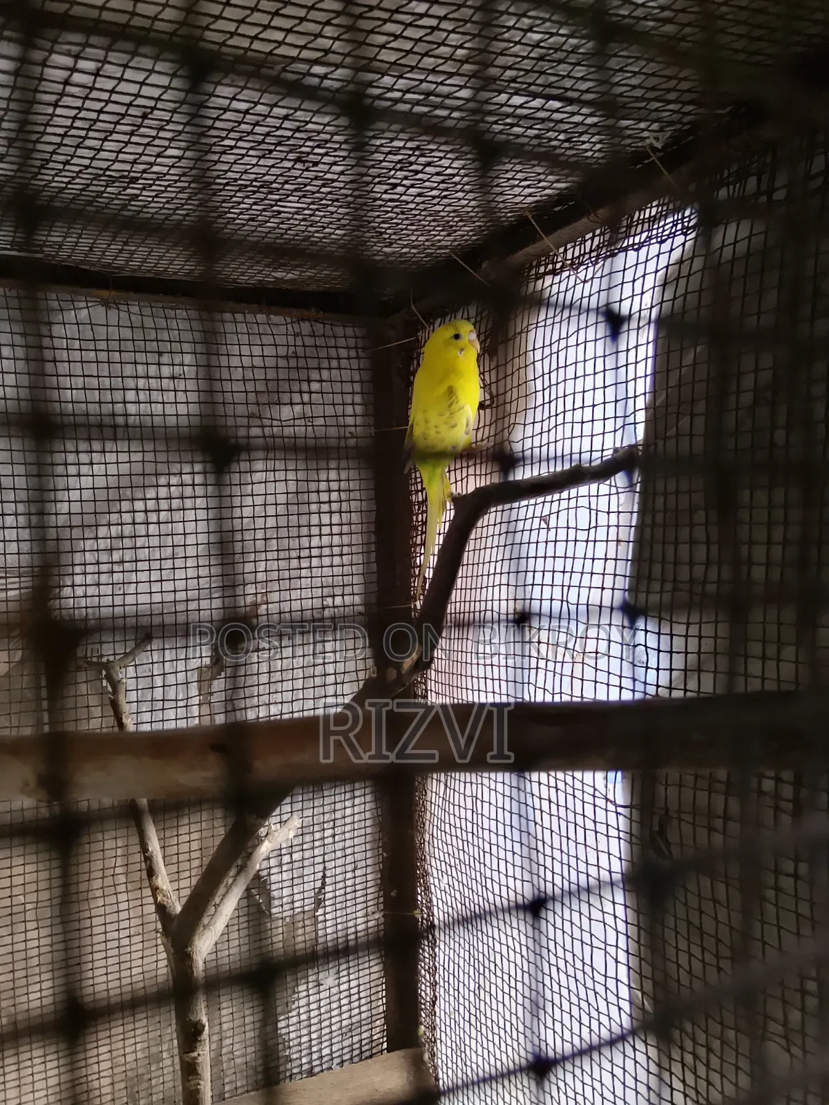 বাজরিকা পাখি