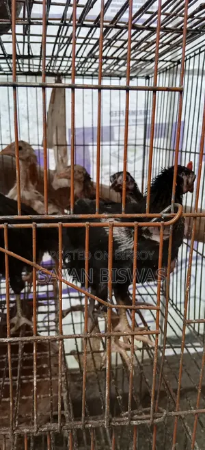 কিছু দেশি মুরগি বিক্রয় হবে