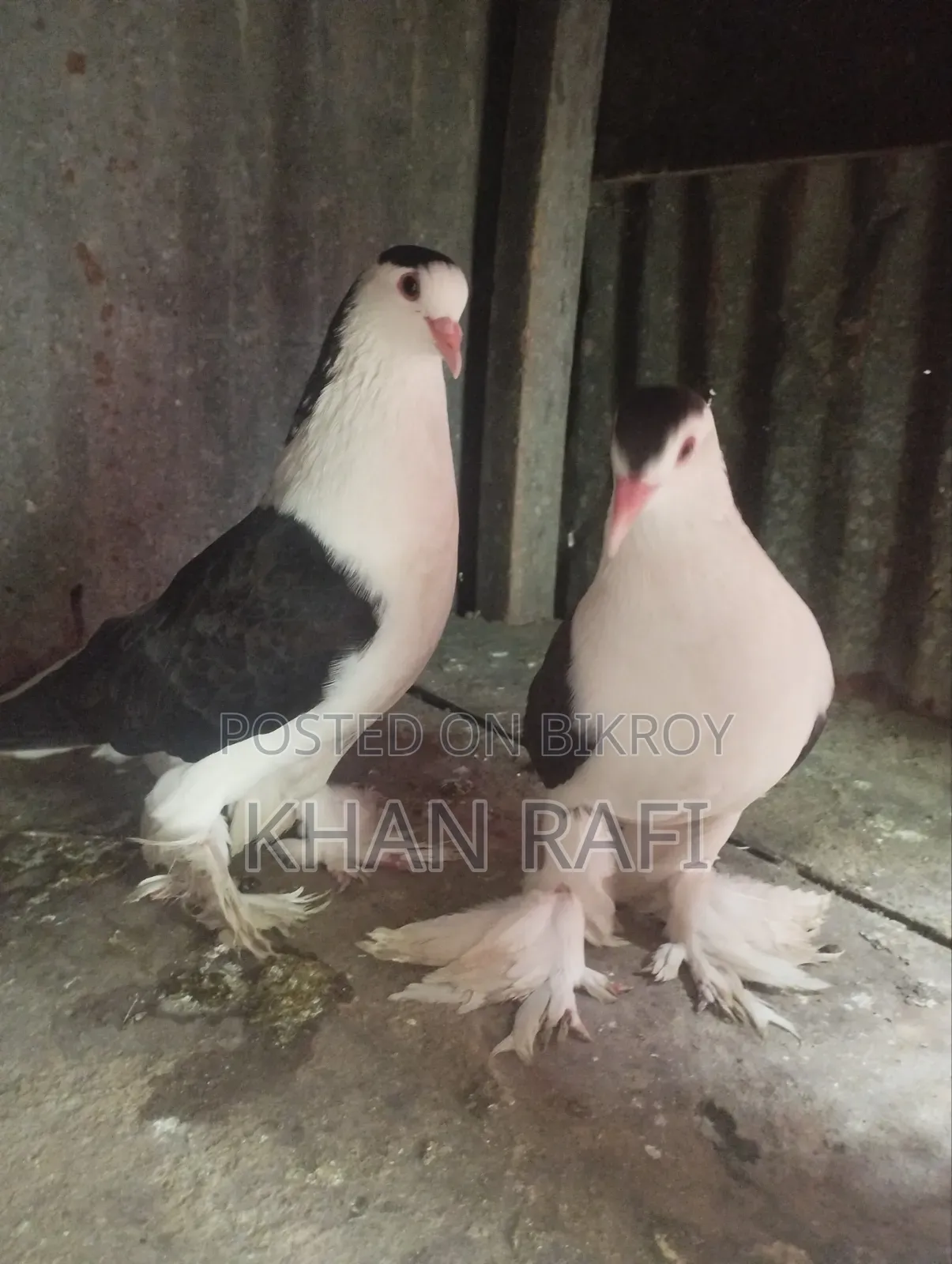 সিরাজি কবুতর রানিং জোড়া