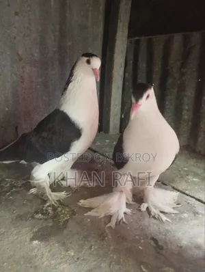 সিরাজি কবুতর রানিং জোড়া