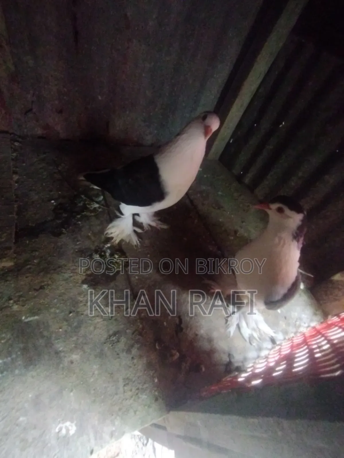 সিরাজি কবুতর রানিং জোড়া