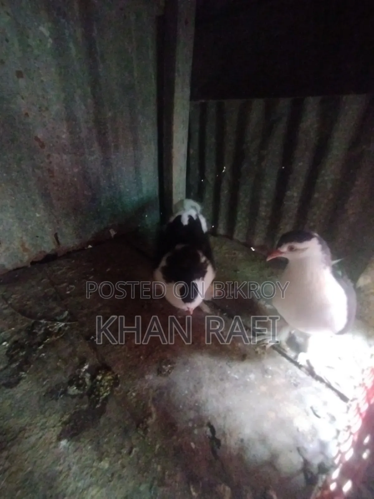 সিরাজি কবুতর রানিং জোড়া