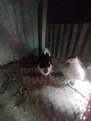 সিরাজি কবুতর রানিং জোড়া