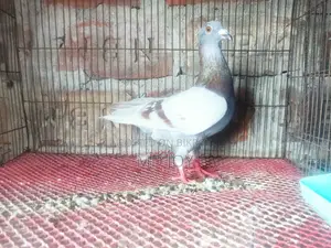 মিলি রেকার নরমাল কবুতর
