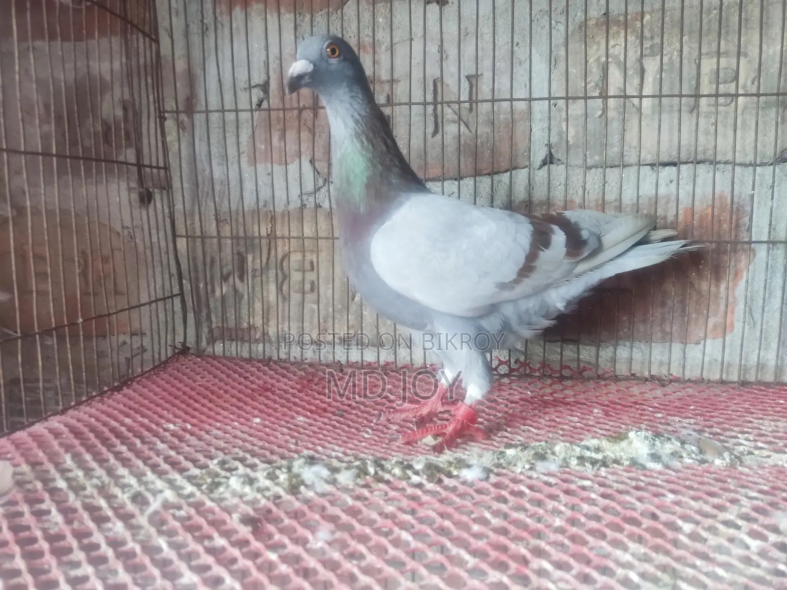 মিলি রেকার নরমাল কবুতর