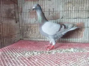 মিলি রেকার নরমাল কবুতর
