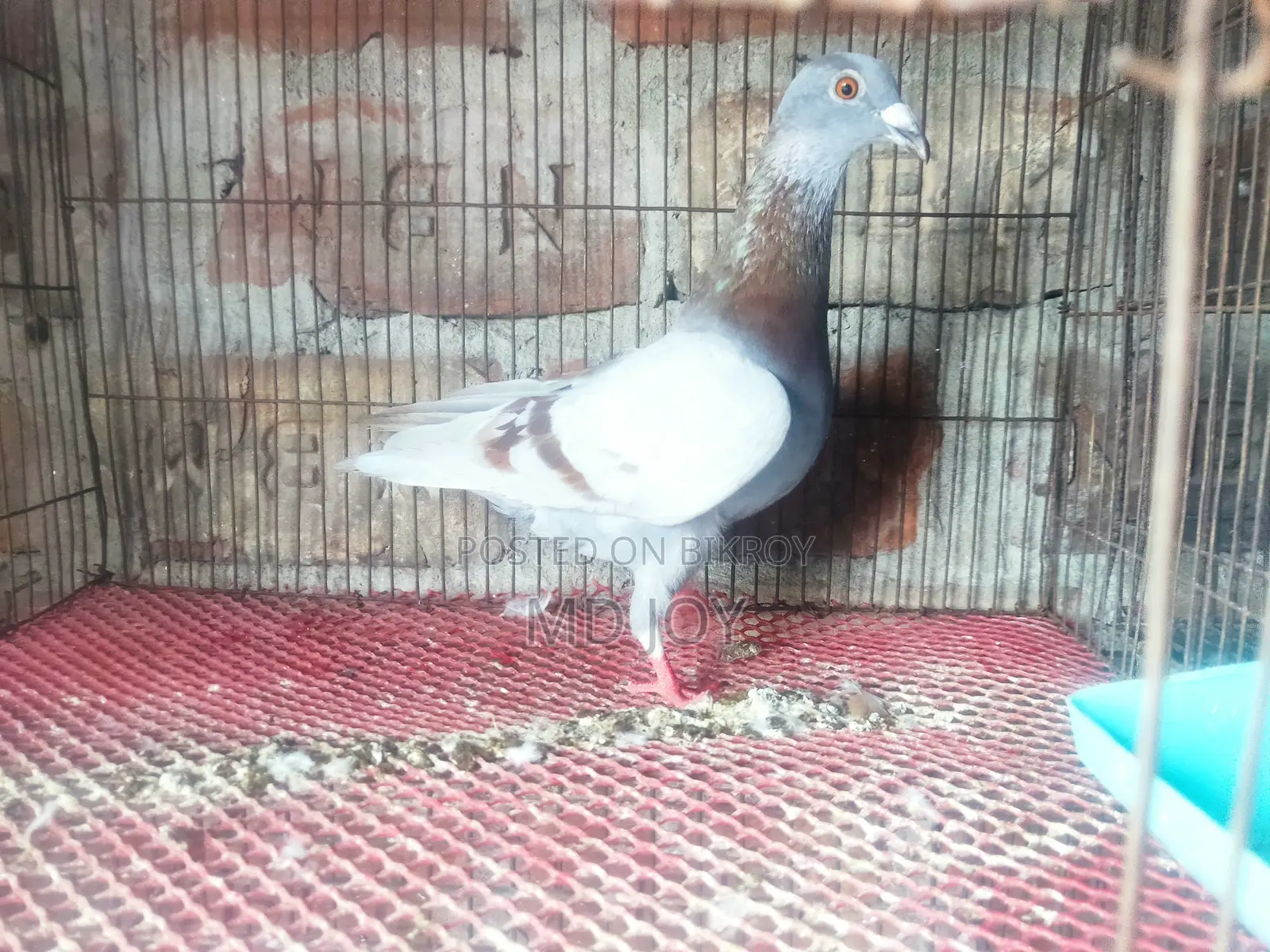 মিলি রেকার নরমাল কবুতর