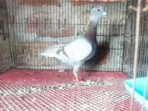 মিলি রেকার নরমাল কবুতর