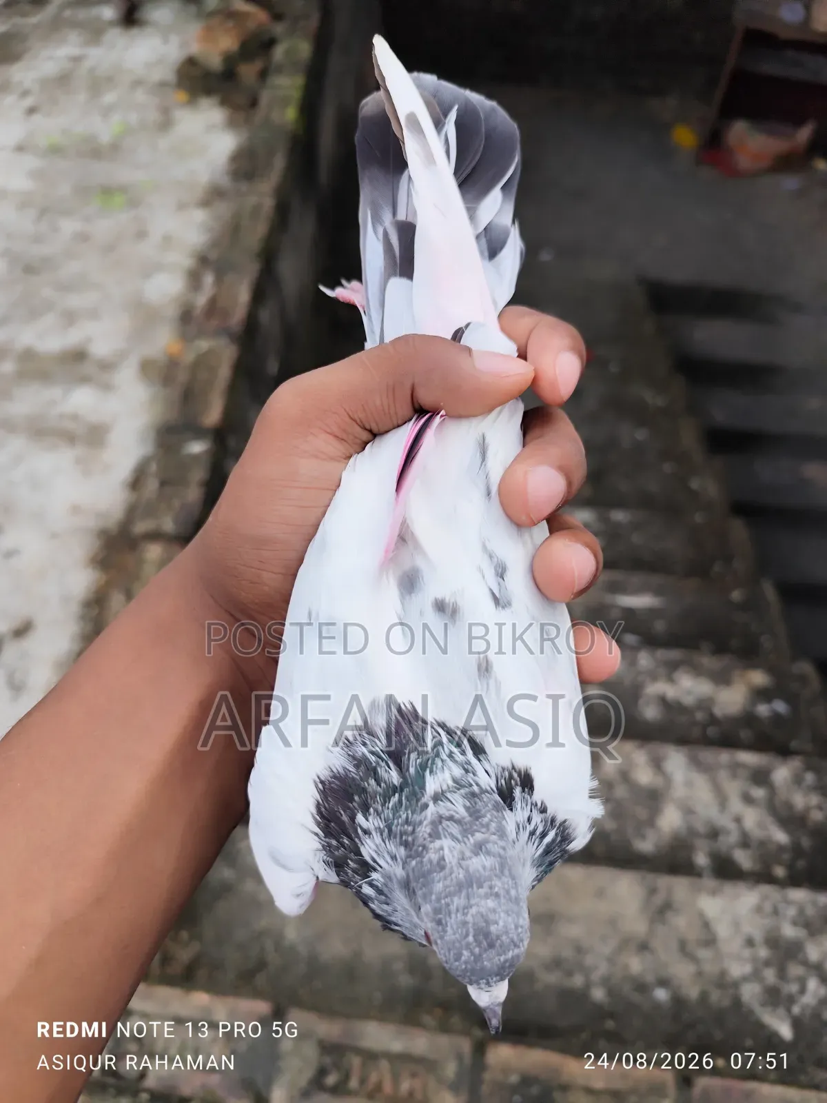 গোল্ডেন নর