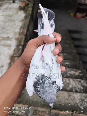 গোল্ডেন নর