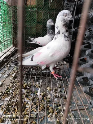 চট নর কবুতর