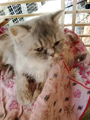 6-12 Months Female Purebred Persian