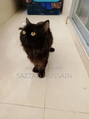 6-12 Months Female Purebred Persian