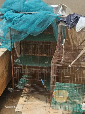 Khacha/Cage/Cage