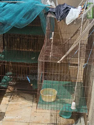 Khacha/Cage/Cage