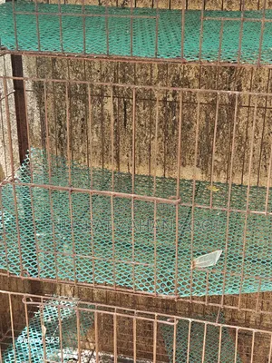 Khacha/Cage/Cage