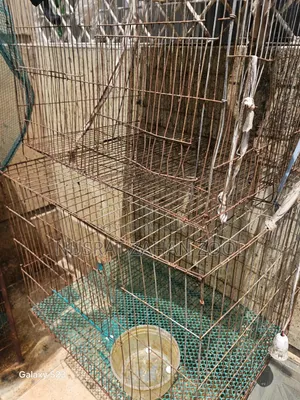Khacha/Cage/Cage