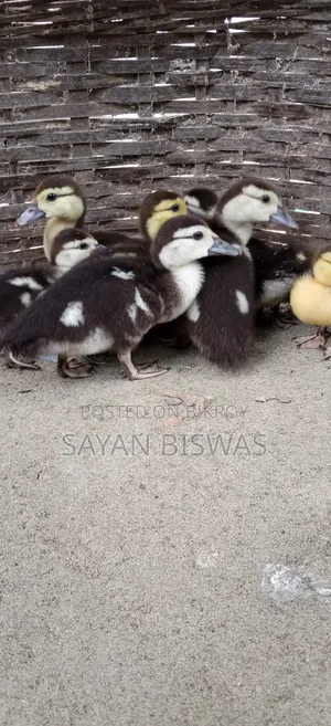 কিছু চীনাহাসের বাচ্চা