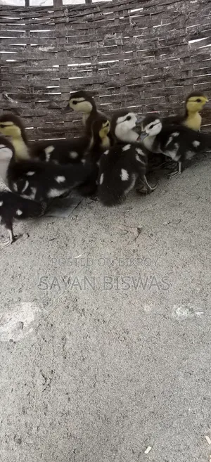 কিছু চীনাহাসের বাচ্চা