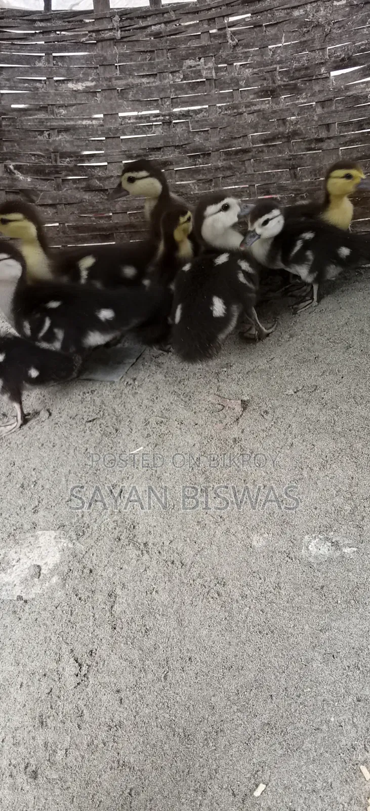 কিছু চীনাহাসের বাচ্চা