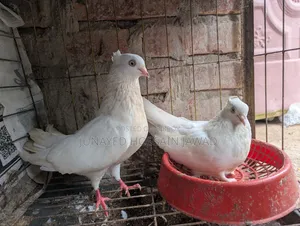 চুইনা চুইঠাল