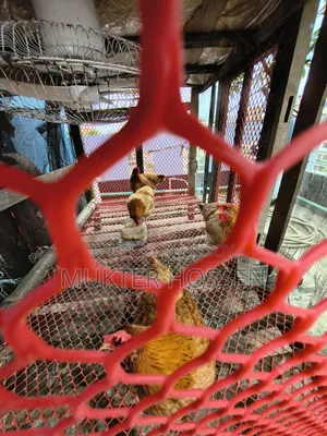 ডিম পাড়া মুরগি বিক্রি