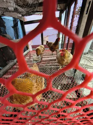 ডিম পাড়া মুরগি বিক্রি