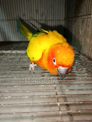 বিঙ্গো পেটস