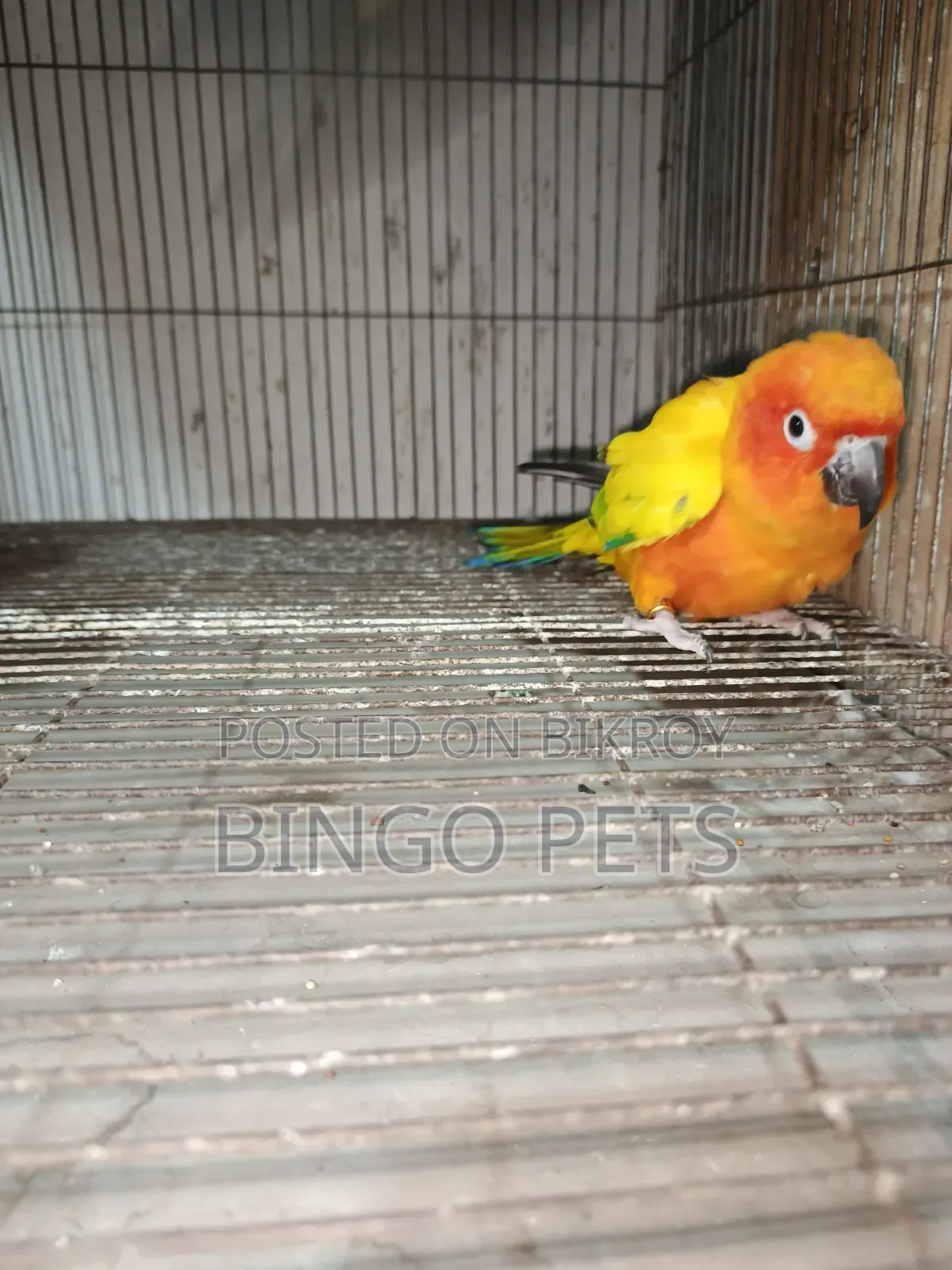 বিঙ্গো পেটস