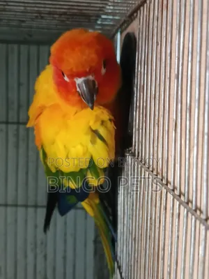 বিঙ্গো পেটস