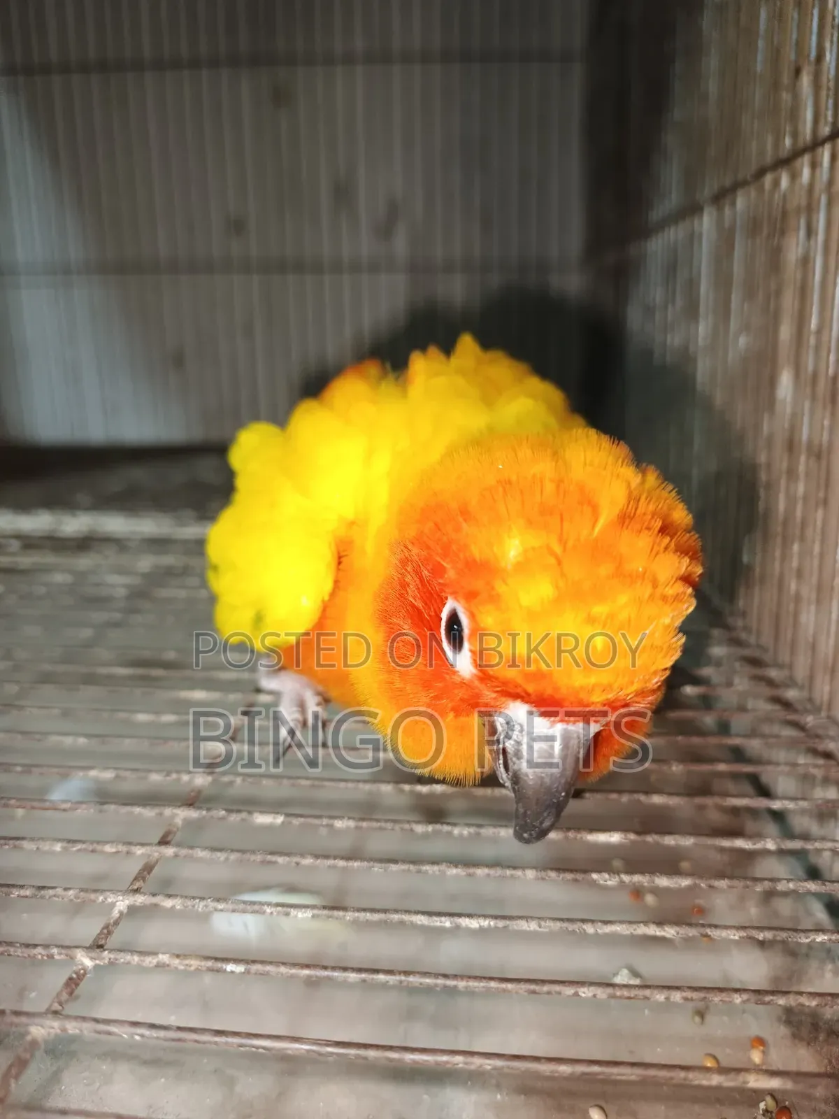 বিঙ্গো পেটস