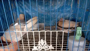শুয়া চন্দন রানিং পেয়ার। বাচ্চা সহ