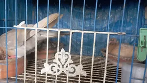 শুয়া চন্দন রানিং পেয়ার। বাচ্চা সহ
