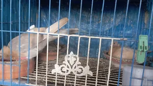 শুয়া চন্দন রানিং পেয়ার। বাচ্চা সহ