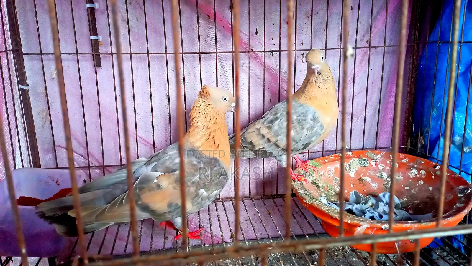 শুয়া চন্দন রানিং পেয়ার। বাচ্চা সহ