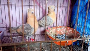 শুয়া চন্দন রানিং পেয়ার। বাচ্চা সহ