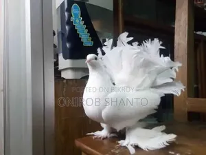 লক্ষ্যা কবুতর ( নর)